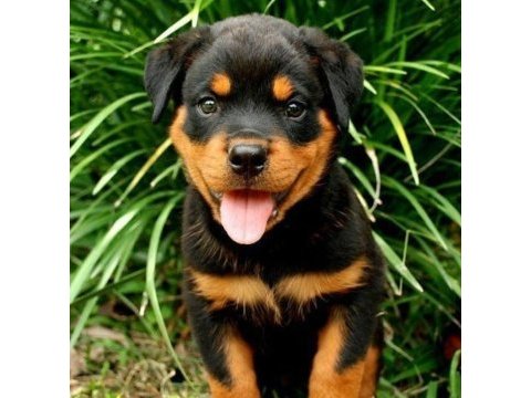 Macar rottweiler bebekler kapınıza kadar teslim ediyoruz