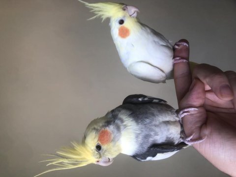 Garantili genç çift sultan papağanı