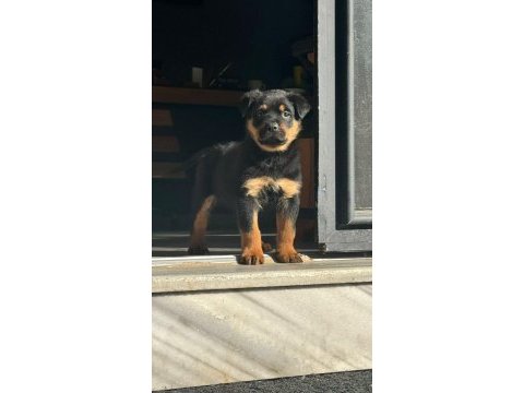 Efsanevi rottweiler yavrular dişi ve erkek