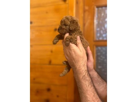 Toy poodle