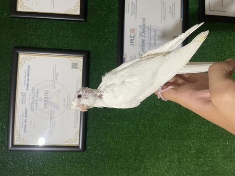 Beyaz sultan papağanı
