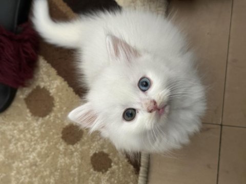 3 aylık uygun erkek british yavru renkli gözlü