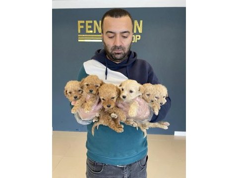 Renk renk toy podle maltipo morki pekinz yavruları ank