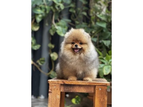 Pomeranian boo ayı surat mersin