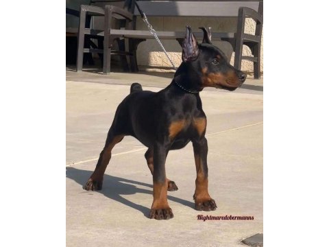 Siyah doberman köpeği