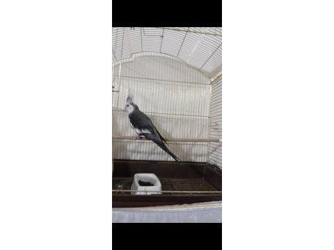 Wfi yetişkin erkek sultan papağanı