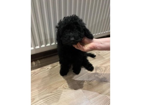 Toy poodle iki aylık