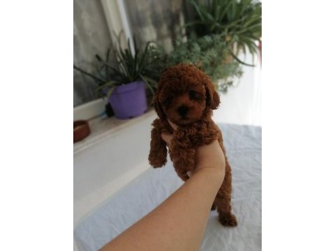 Toy poodle iki aylık