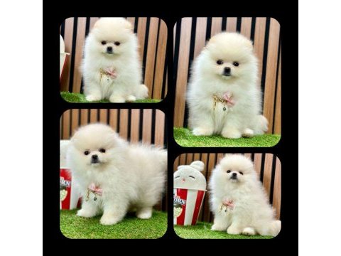 Teddy bear pomeranian boo bebeklerimiz