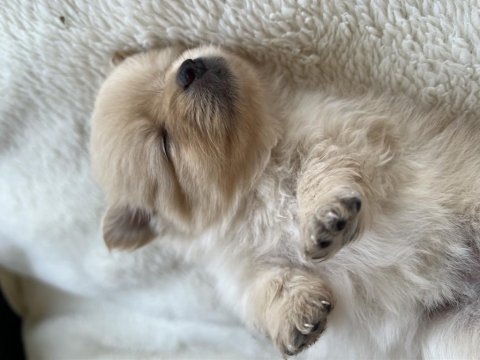 Pomeranian spitz köpeği