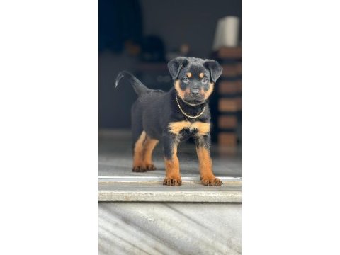 Efsanevi rottweiler yavrular dişi ve erkek