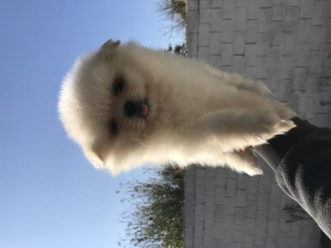 Ayı surat pomeranian boo bebekler