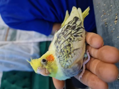 Henüz 1 aylık sultan papağanı ele alıştırmalık yavru 4 adet