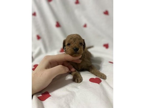 Toy poodle bebekler yılbaşına hazır