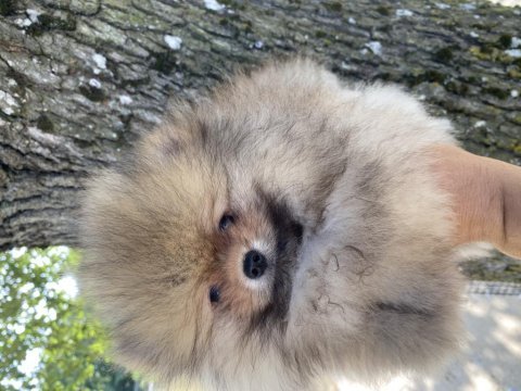 Pomeranian boo bebekler orjinal