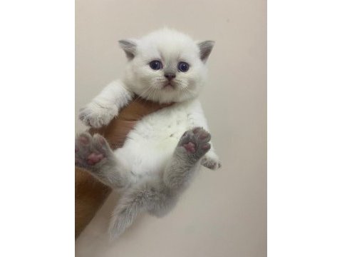 Teslime hazır point bebek british shorthair