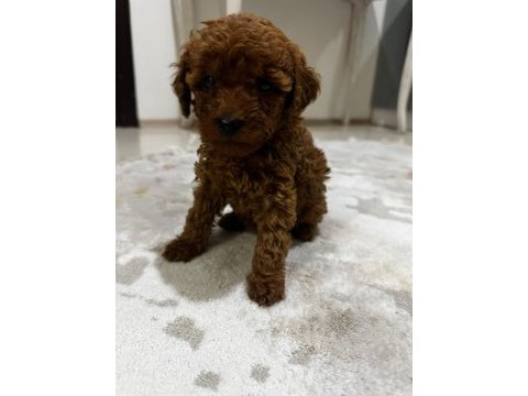 Red dark kore toy poodle yavrularım