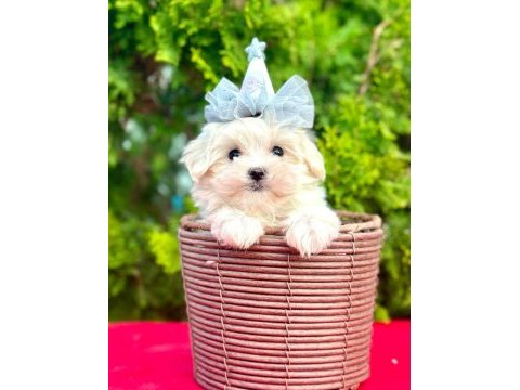 Sevimli maltese terrier