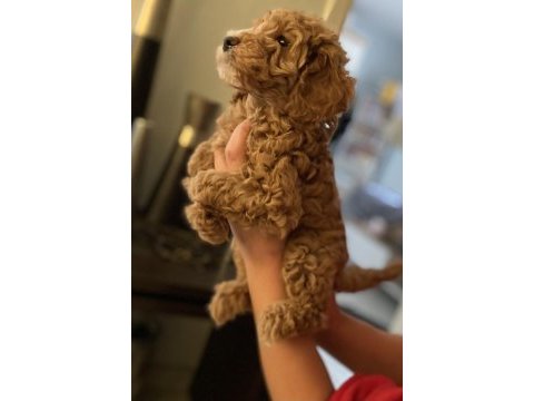 Red brown aşılı toy poodle