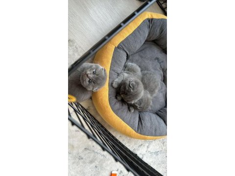 2 aylık scottısh fold kedıler