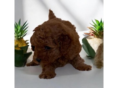 Toy poodle yavrusu sevimli yumurcaklar