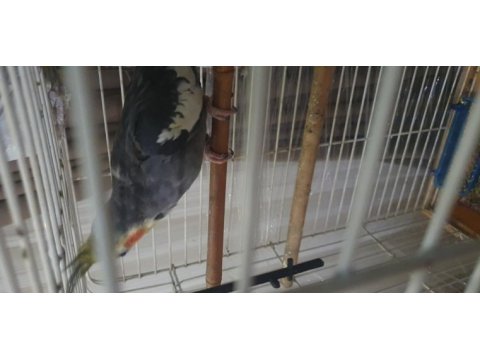 2 yaşında takım sultan papağanı