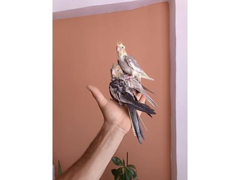 Yeme yeni düşmüş sultan papağanı yavrular