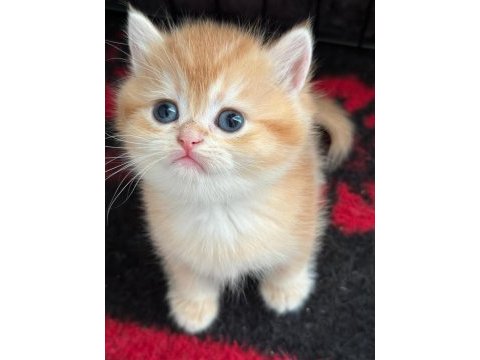 A kalite british shorthair gold yavrular