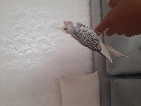 Full evcil el besleme 56 günlük yavru sultan papağanı