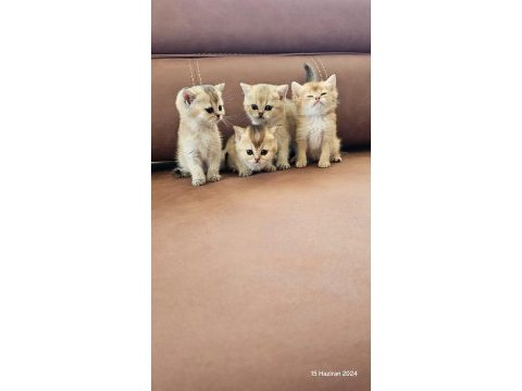 Safkan ev üretimi sereceli golden kediler