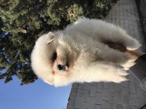 Ayı surat pomeranian boo bebekler