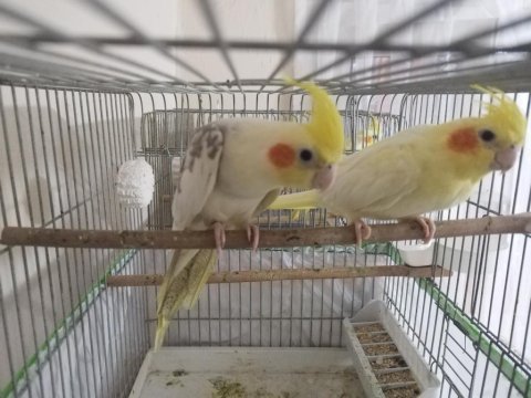 3 çift hazır esli sultan papağanı