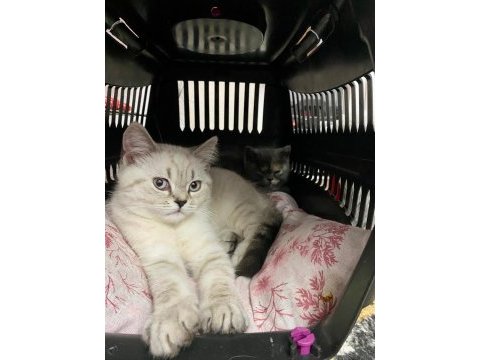 26 ocak doğumlu british shorthair erkek kedimiz