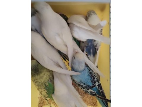 Salmada bakılan 20 erkek 32 dişi muhabbet kuşu