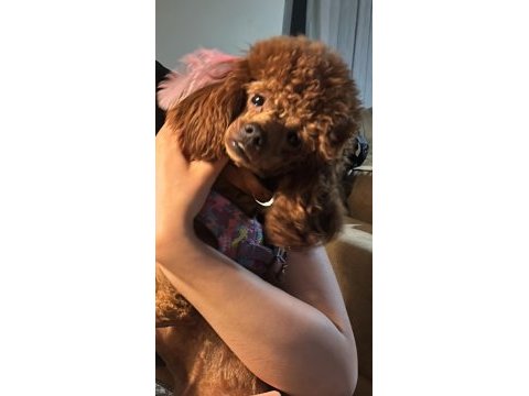 Red brown poodle kızımız