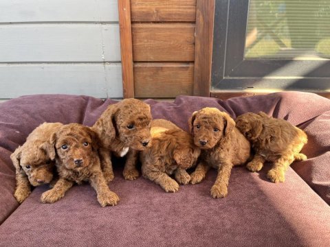 Anne altından red-brown toy poodle yavruları