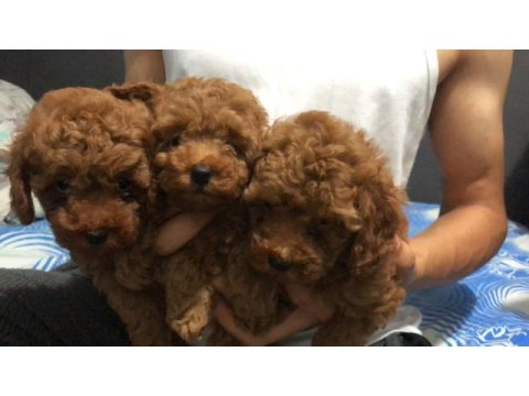 Teacup toy poodle