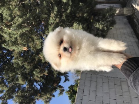 Ayı surat pomeranian boo bebekler