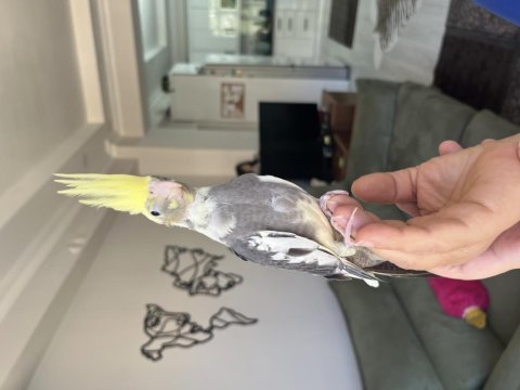 45 günlük yavru sultan papağanı