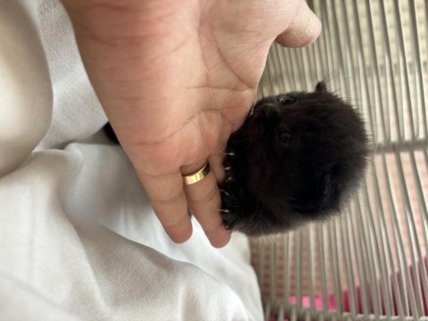Siyah british shorthair