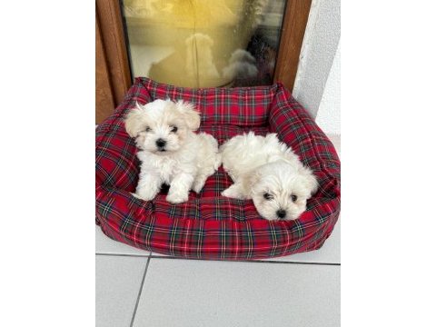 Minyatür maltese terrier köpekler