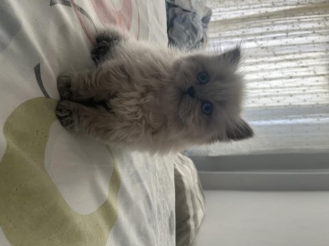 2 aylık blue point kedimiz