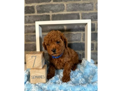 Anatomi güzeli poodle bebeklerim