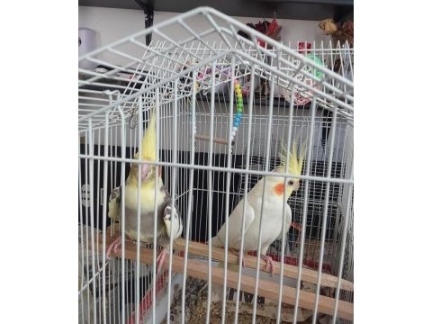 1 dişi ve 1 erkek sultan papağanı kafes ve yuvalık