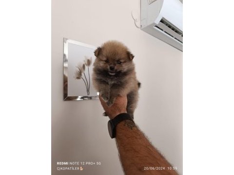 Pomeranian boo yavrumuz