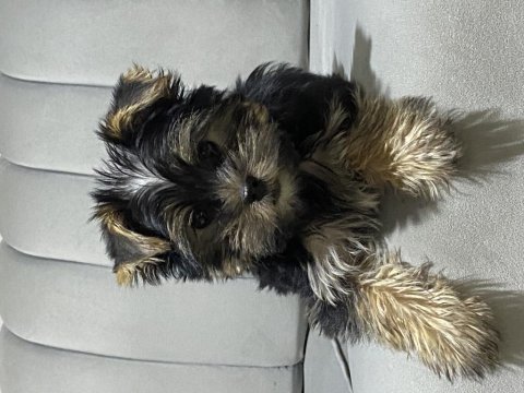 Tuvalet eğitimli yorkshire terrier