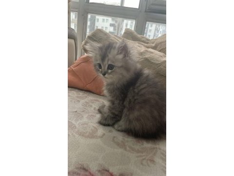 1.5 aylık ingiliz şirazi kedisi