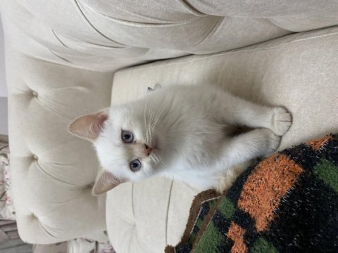 Safkan british shorthair yavrum