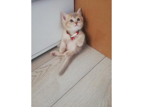 British shorthair erkek kedi, sevecen, zeki