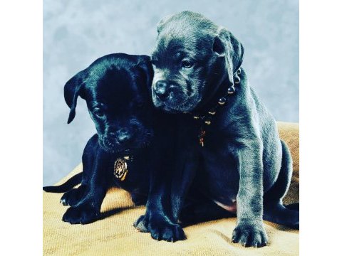 Mükemmel anatomi yapısı ile devasa cane corso yavrular